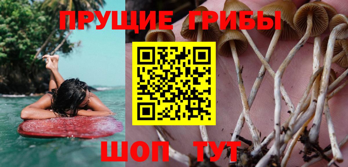 Псилоцибиновые грибы мицелий Тулун